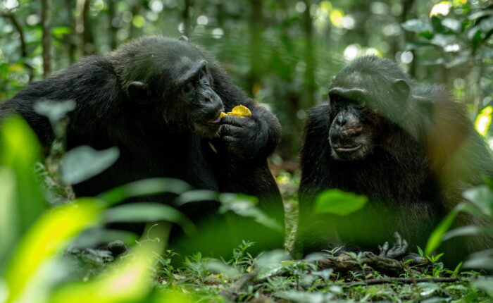 13 Days Kenya, Uganda & Rwanda Primate & Big Five Safari