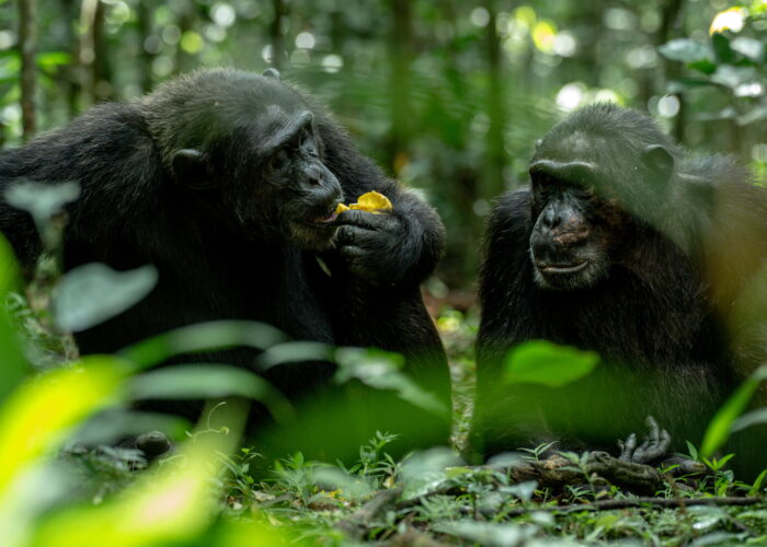 13 Days Kenya, Uganda & Rwanda Primate & Big Five Safari