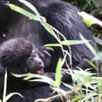 Gorilla Trekking in Uganda: Everything You Need to Know Before You Go