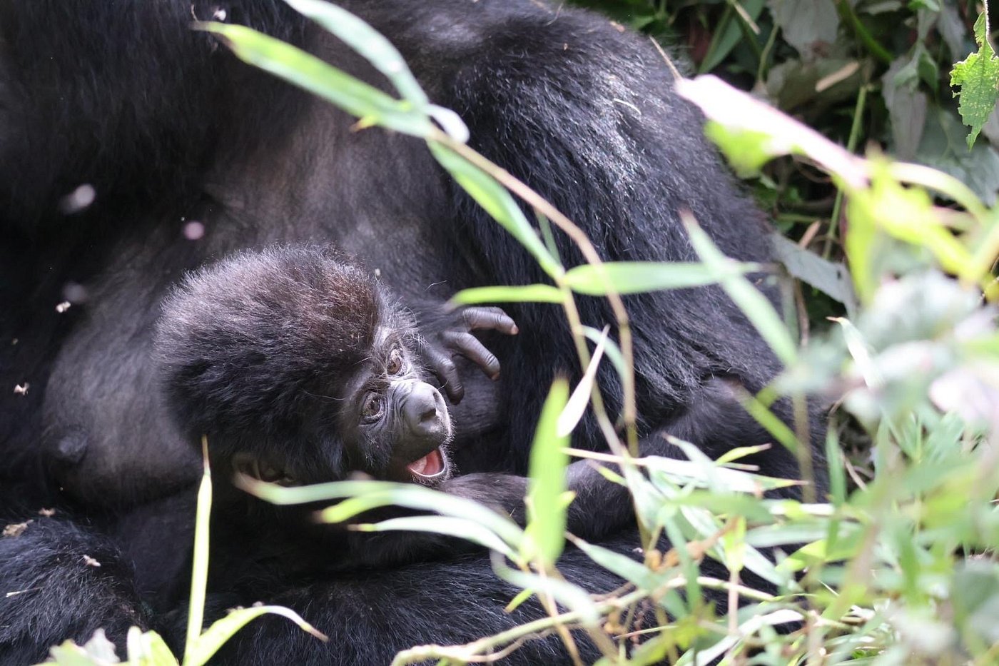 Gorilla Trekking in Uganda: Everything You Need to Know Before You Go