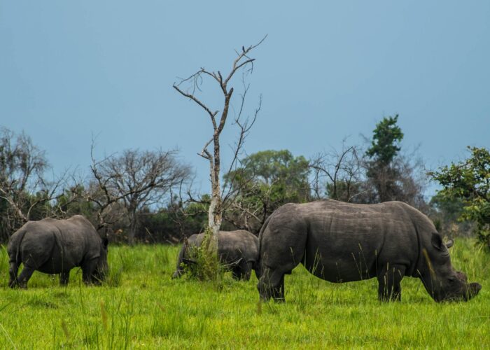 ziwa rhino